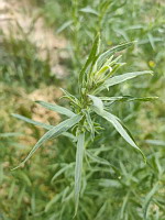 Reseda jaune - Reseda lutea (photo Mrugala F.)(4)